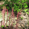 The pink spires of Western Coralroot (Latin name: Corallorhiza maculata) belong to the Orchid family. These plants are saprophytic, which means they don't need light to grow, they need decaying plant matter.