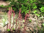 The pink spires of Western Coralroot (Latin name: Corallorhiza maculata) belong to the Orchid family. These plants are saprophytic, which means they don't need light to grow, they need decaying plant matter.