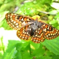 A butterfly rests near Harphan Creek flows across the Wyeth Trail.