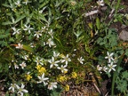 The white flowers are Matted saxifrage. (Latin name: Saxifraga bronchialis var. vespertina)
