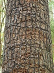 I thought the woodpeckers had made an interesting pattern on the trunk of this tree