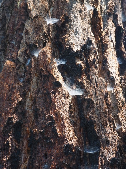 I love to seeing these cobwebs in the sun. For some reason the spiders really like this tree over all the others in the area.