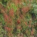 These are the largest patches of sheep Sorrel or Sour dock that I have ever seen growing along a trail.