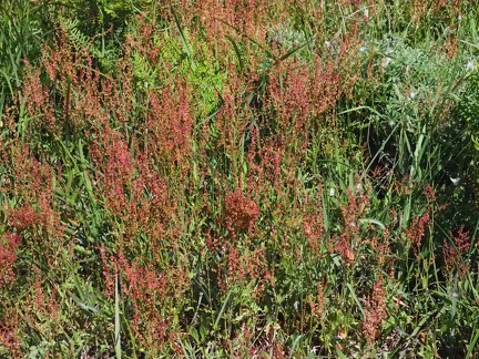 These are the largest patches of sheep Sorrel or Sour dock that I have ever seen growing along a trail.