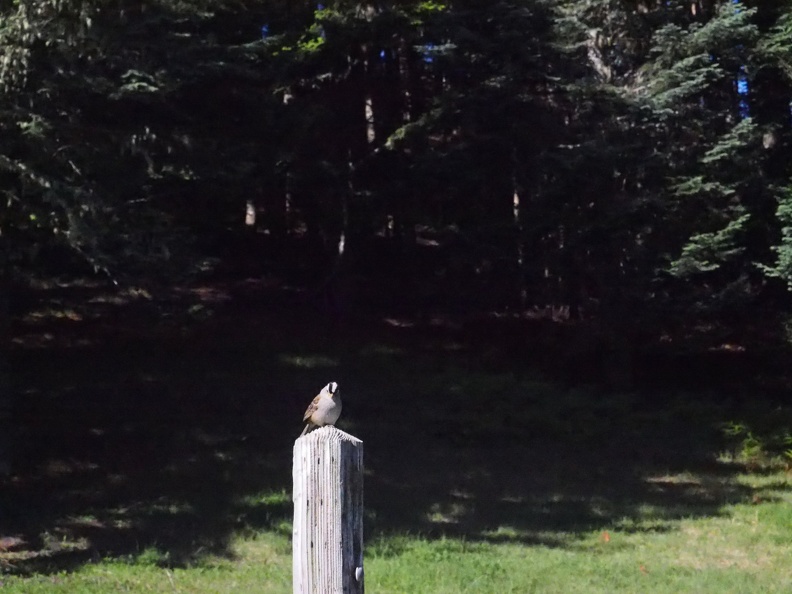 A little white crowned sparrow sings happily away along the trail to Marys Peak.