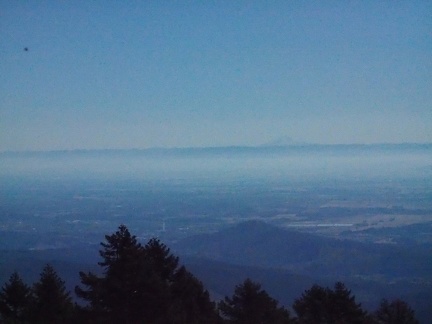 You can see some of the trees that ring the summit of Marys Peak. Most of them are Noble Fir.