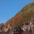 Indian Paintbrush makes a nice contrast against the blue sky on the Marys Peak hike.