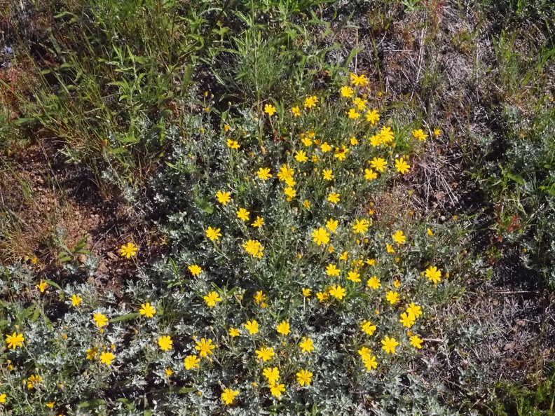 Here are some nice wildflowers growing along the service access road that goes to the radio towers on the top.