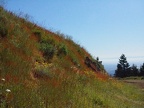 There are many patches of wildflowers on the upper section of the peak.