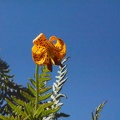 There is a little field of Tiger lilies near the end of the final section of the trail.