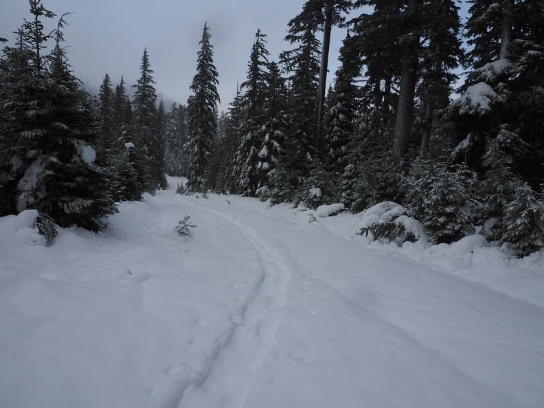 Walk along a forest road that is also used by people to get to overnight huts in the area.