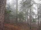 The hike started out with trees enveloped in fog.