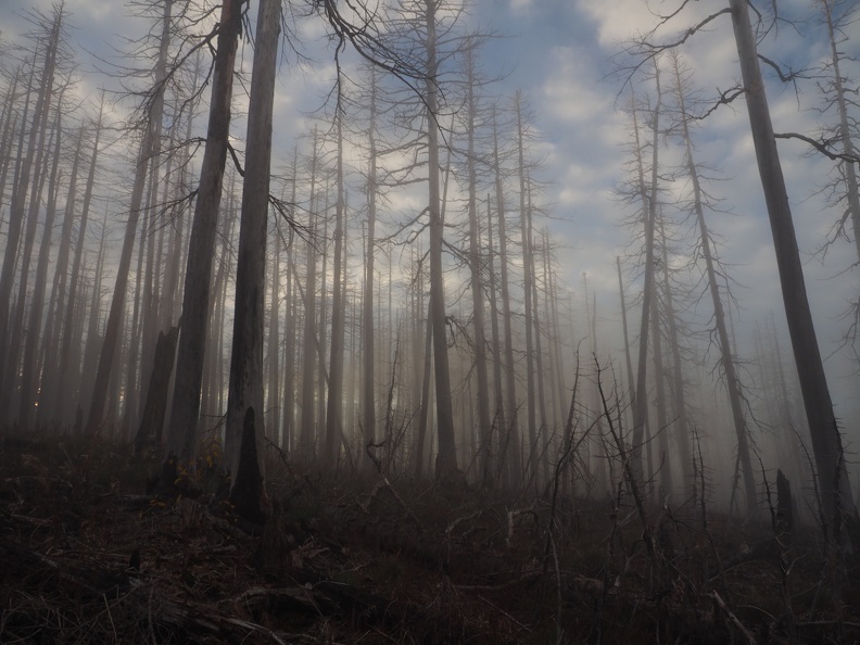 Ghostly fog hugs the ground on the Vista Ridge Trail.