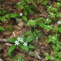 Wildflowers along the June Lake Trail