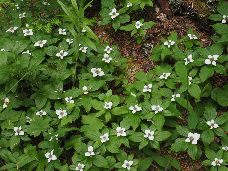 Bunchberry or dwarf dogwood carpeting the trailside on June Lake Trail.