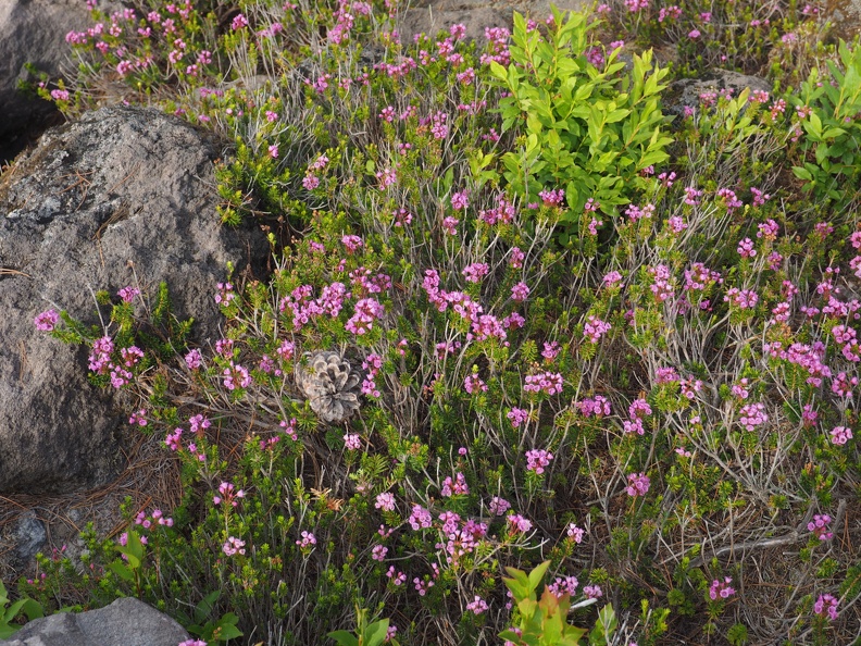 Heather among the boulders on the east side of the Loowit Trail.