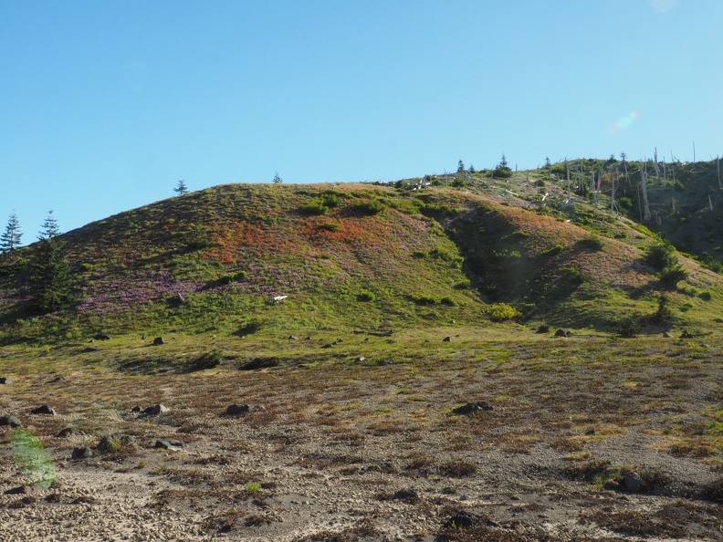 The illsides are ablaze with Lupine and Paintbrush.