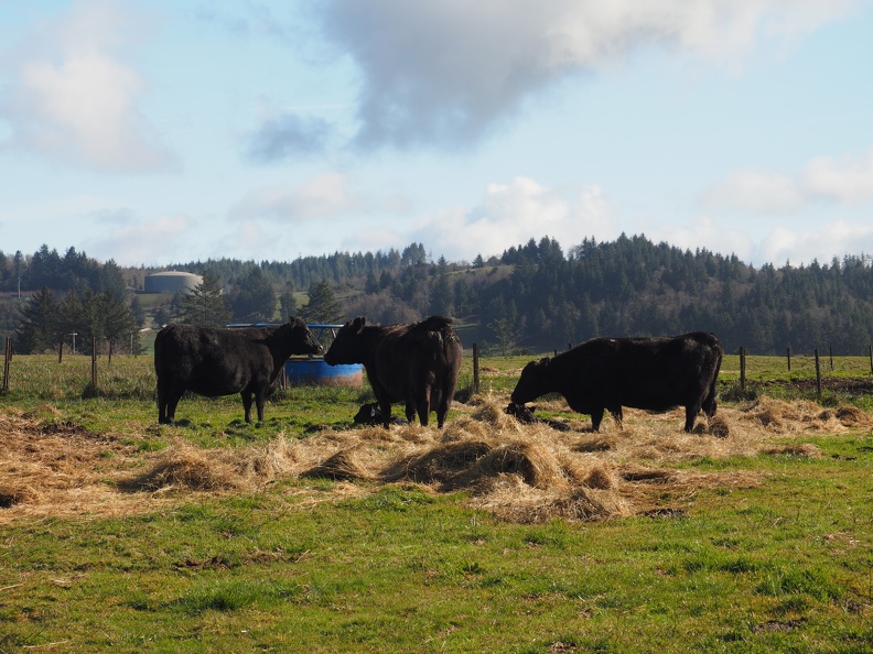 The Fort to Sea Trail passes alongside cow pastures