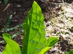 A skunk cabbage leaf backlit by the sun