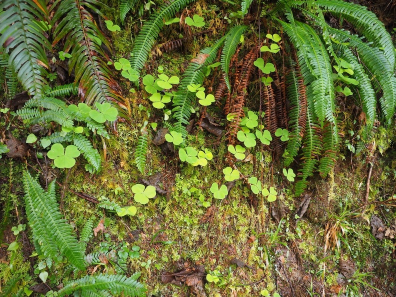 moss and apple clover grow along the trail in some spots.