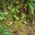 moss and apple clover grow along the trail in some spots.