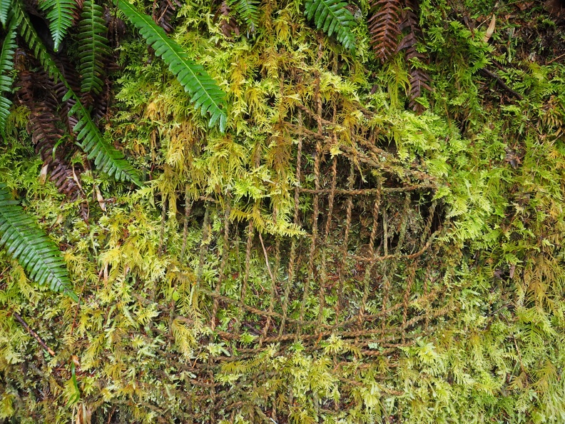 Netting for erosion control becomes has been taken over by moss.