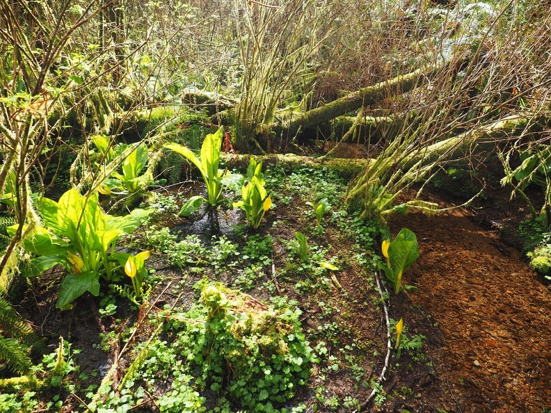 Skunk Cabbage along the Fort to Sea trail.