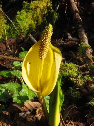There is a massive marsh of skunk cabbage along the trail.