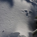 Snowshoe Hares and small critters are shy but leave their tracks