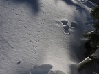 Snowshoe Hares and small critters are shy but leave their tracks