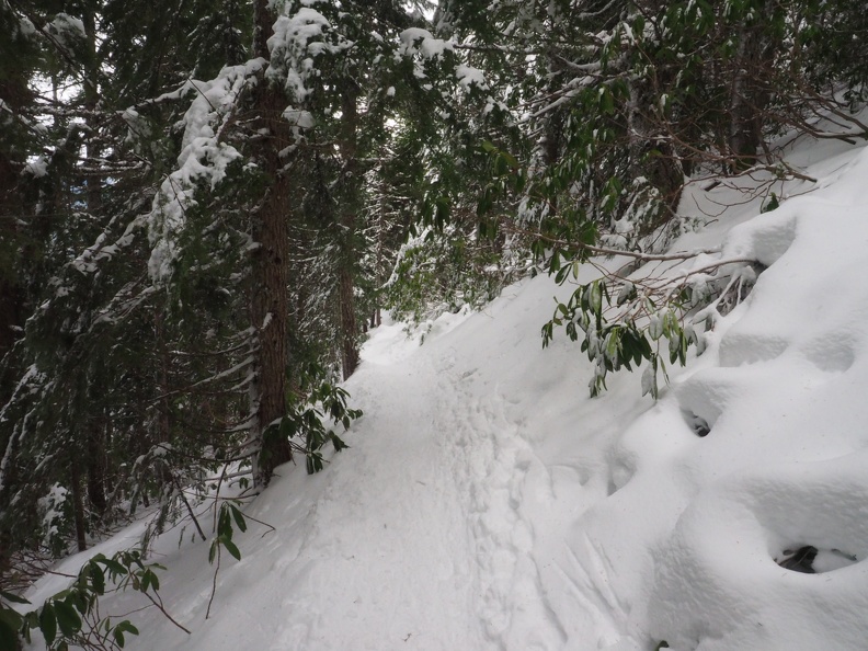 This trail has a surprising number of rhododendrons