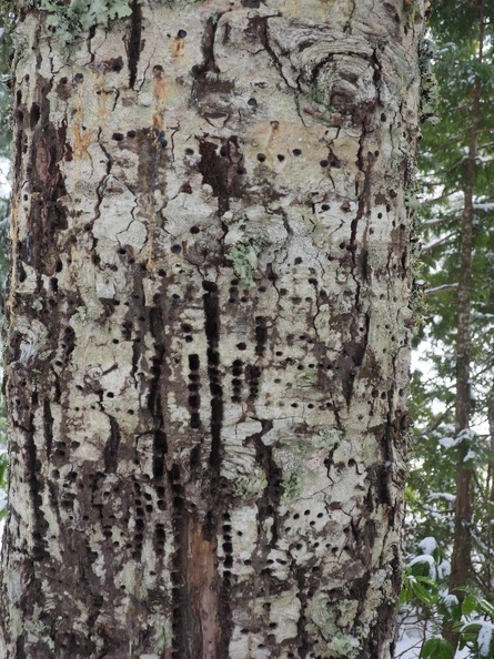 Woodpeckers must have found a lot of bugs in this tree