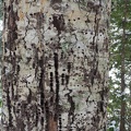 Woodpeckers must have found a lot of bugs in this tree