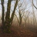 Winter fog makes ghostly scenes on the Cape Horn Trail.