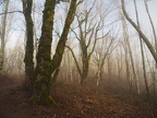 Winter fog makes ghostly scenes on the Cape Horn Trail.