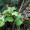 Trillium growing along the trail.