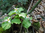 Trillium growing along the trail.