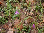 Grass Widow flowers dot the trail early spring.