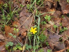 These are buttercups. There were some nice patches of them.