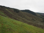 Early spring rains turn the hills green.