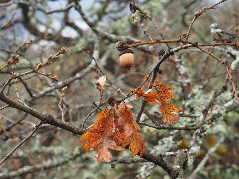 A few acorns and leaves hung on through the winter,.