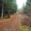 The top of the trail goes on the edge of a tree farm.