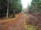 The top of the trail goes on the edge of a tree farm.