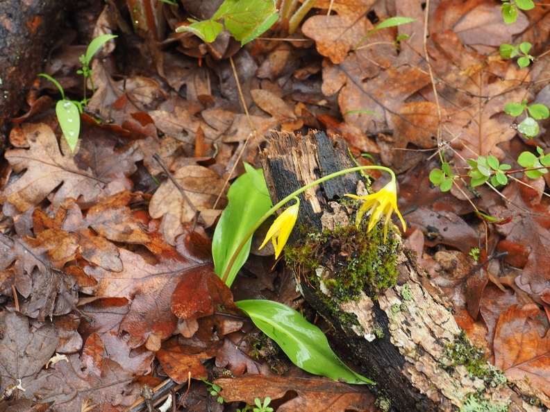 Glacier Lilies dot the trail in a few places.