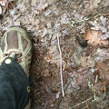 There were these giant earthworms everywhere on the upper part of the trail.