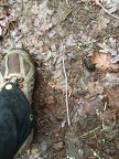 There were these giant earthworms everywhere on the upper part of the trail.