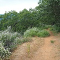 I saw Deer brush with flowers of white, blue, and pink on this trail.