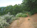 I saw Deer brush with flowers of white, blue, and pink on this trail.