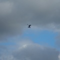 Osprey searching for food