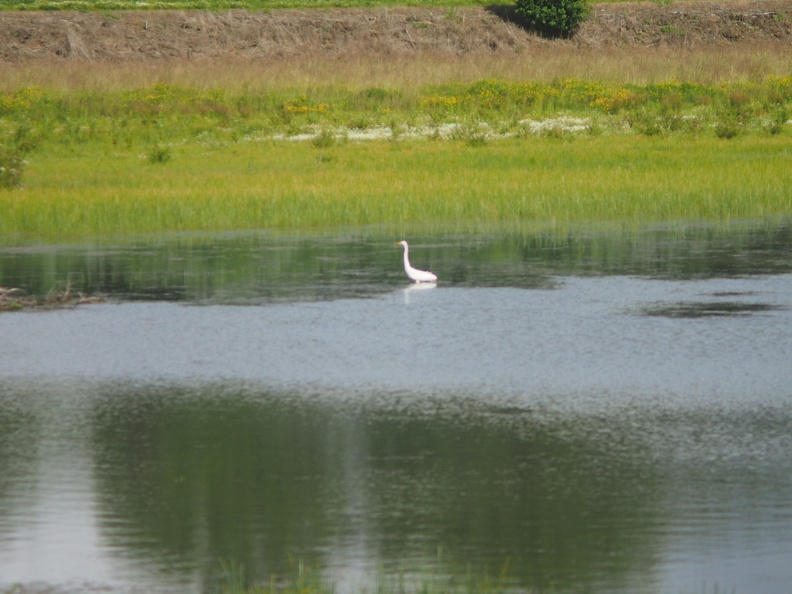 An egret waits quietly